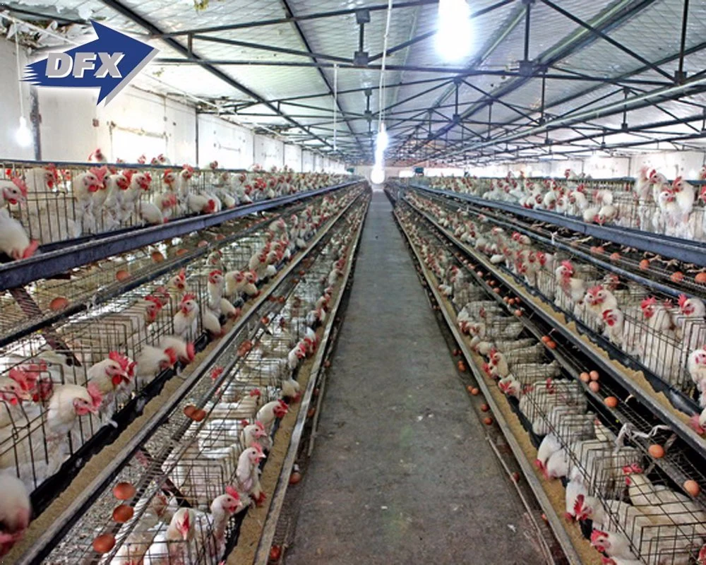 Vorgefertigte Automatische Stahlkonstruktion Geflügelfarm Gebäude Hühnerstall Broiler Hausentwurf