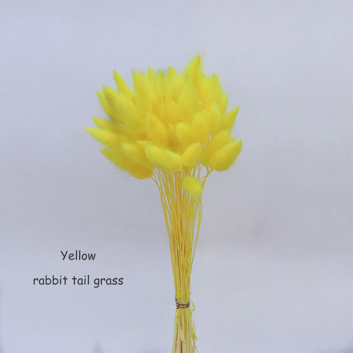 60PCS White Natural Bunny Tails Grass Dried Flower for Wedding Home Decoration