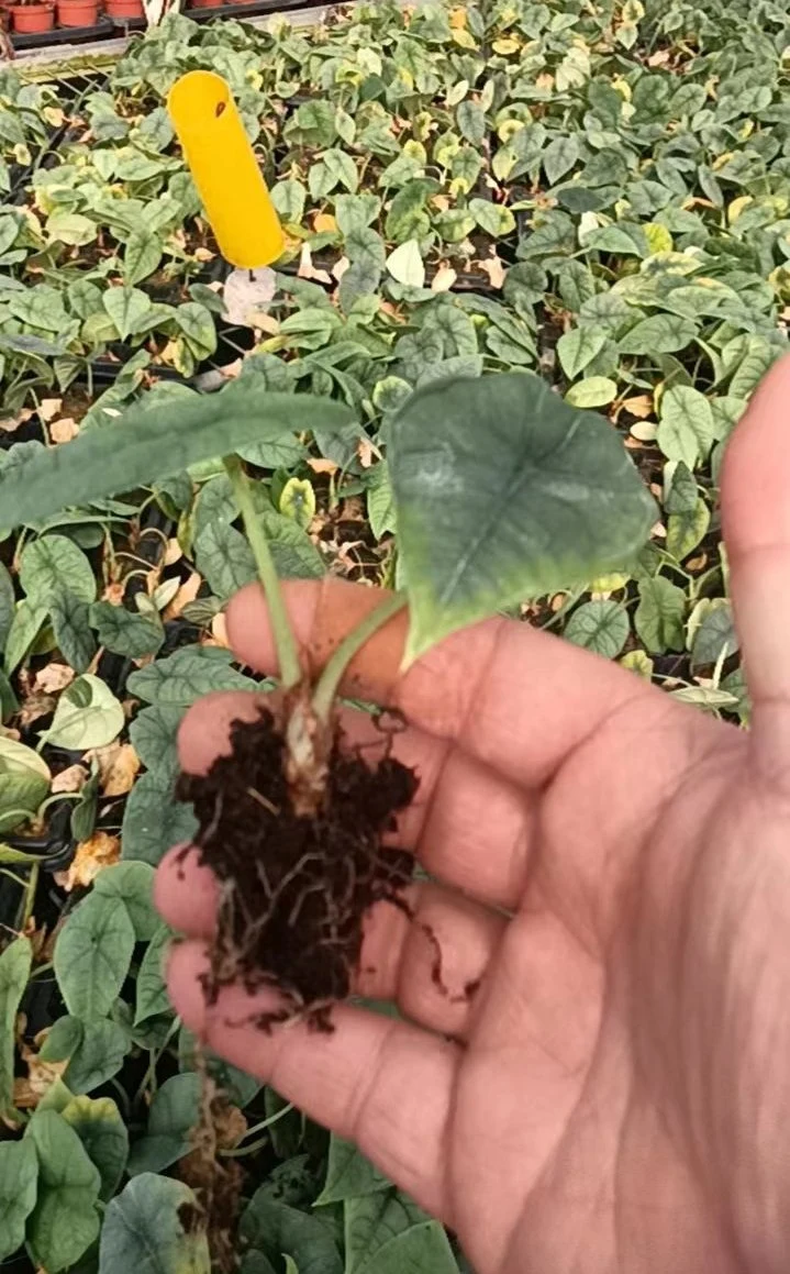 Alocasia Melo Live Natural Tissue Culture plugues plantas de tabuleiro