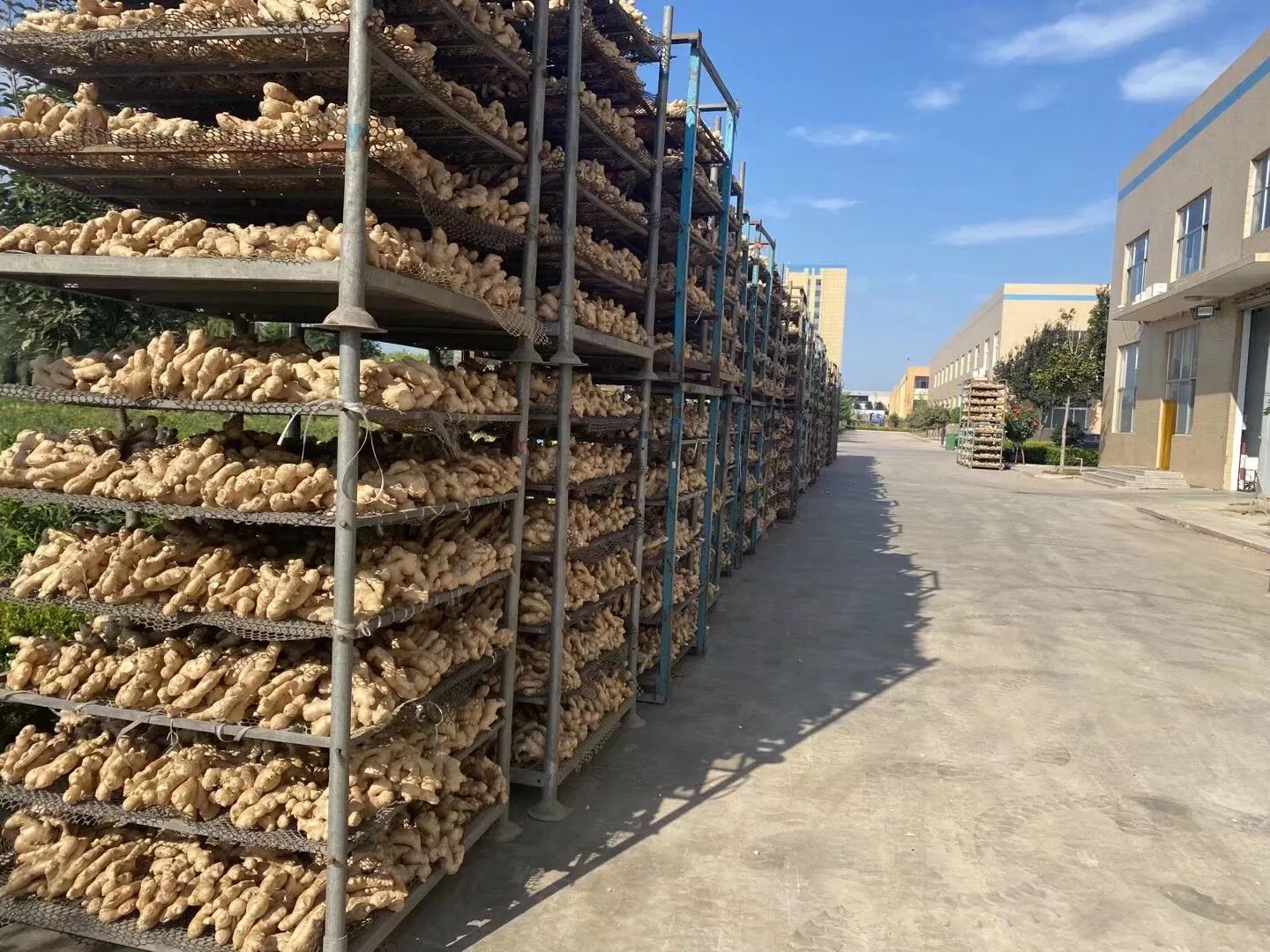 Europe Standard Air Dry Ginger for Export