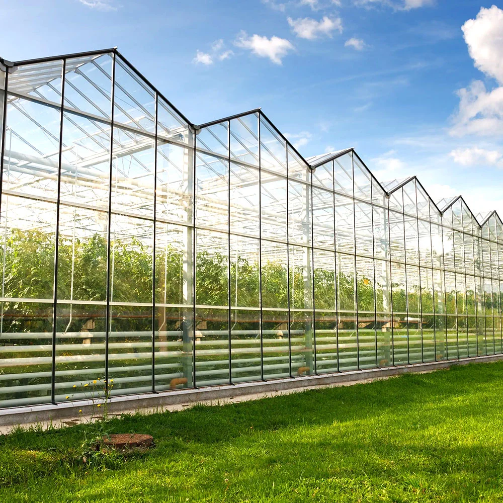 Tunnel/Venlo Film Glass Greenhouse with Wet Curtain/Coolelectric Fan/Boiler/External/Internal Shade/Skylight