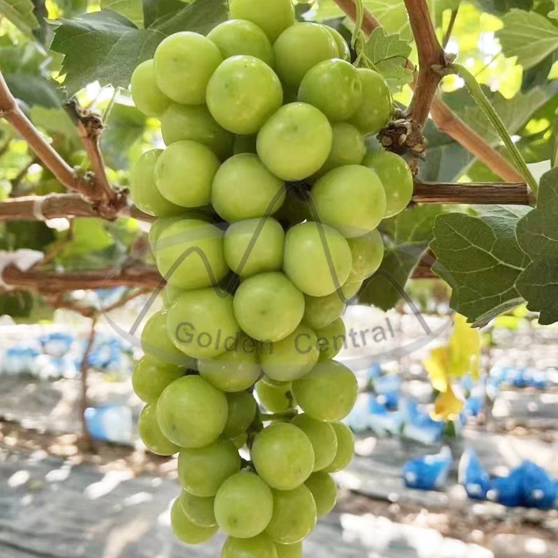 Hot Sell Fresh Sweet Shine China Green Grape