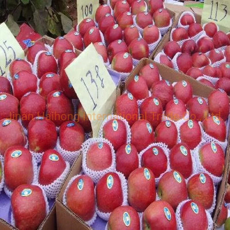 FUJI rojo fresco Apple a precio competitivo