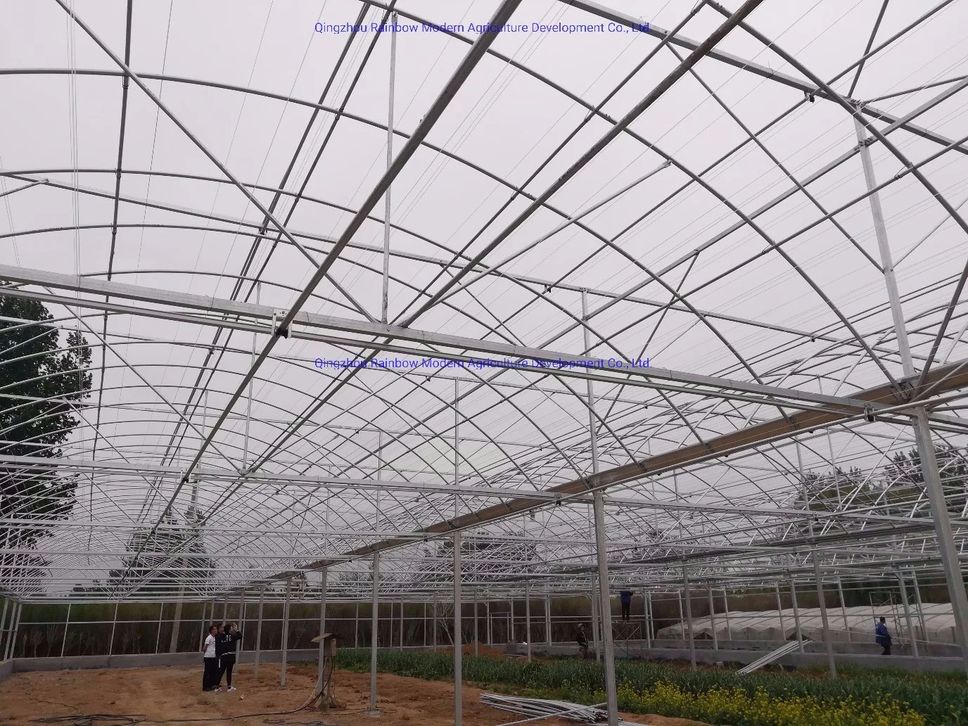 Multi-Span Arch Tunnel Type Greenhouse Structure