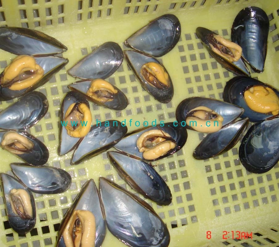 Healthy Seafood of Frozen Alive Cooked Blue Mussel Shell on