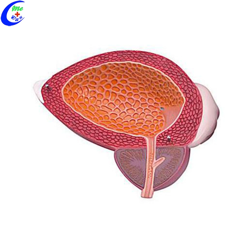 Medical Education Bladder and Prostate Anatomical Model