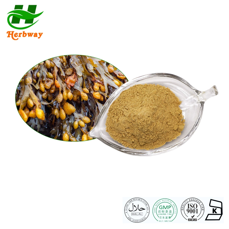 Herbway Factory Direct Sale Botanical Extract Bladderwrack Extract Fucoxanthin Natural Pigment