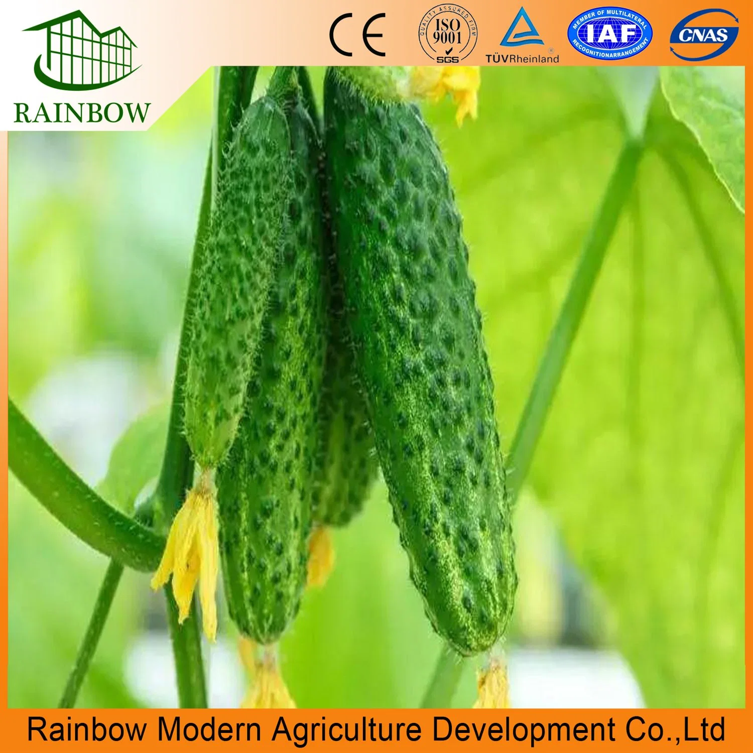 Agriculture Multi Span Plastic Film Greenhouse