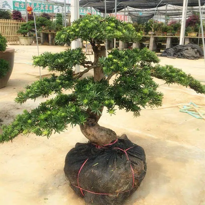 Installation réelle Hot Sale toutes sortes de variétés Orme Bonsai