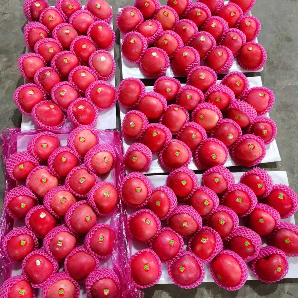 High quality/High cost performance Fresh FUJI Apples