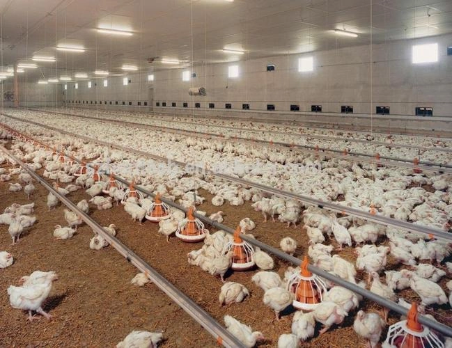 Aves de corral automáticas Equipo agrícola sistema de alimentación de la bandeja del alimentador de pollo