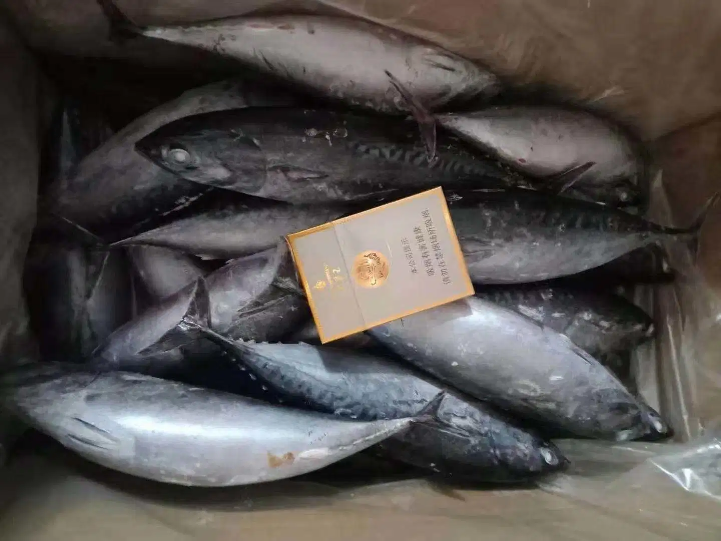 Buen precio congelado de pescado fresco Bonito 300-500g de bonito con rayas