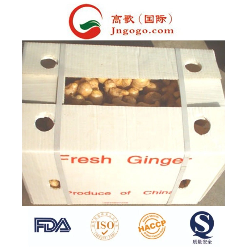 Export Chinese New Crop Good Quality Ginger