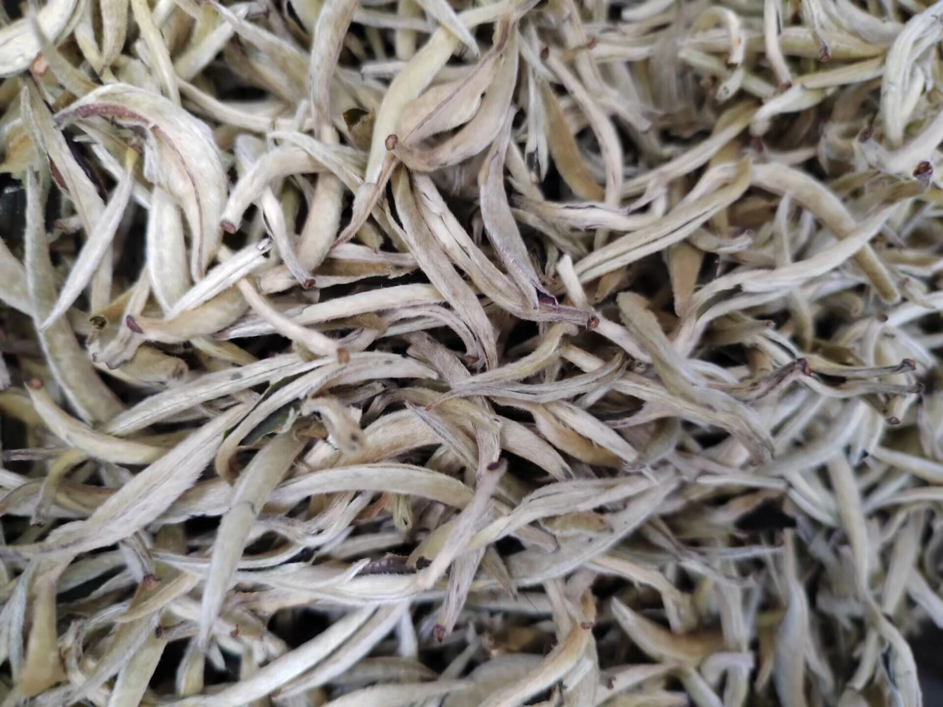 Wholesale/Supplier Bulk White Tea. (bai hao yin zhen)