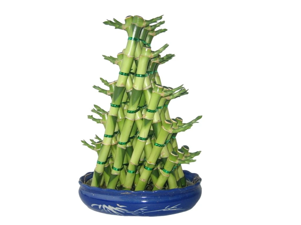 Spiral Lucky Bamboo Dracaena Sanderiana Air Cleaner