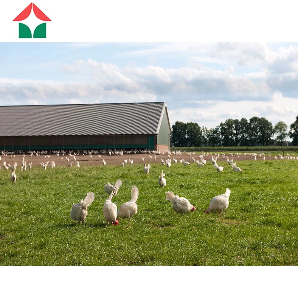 Steel Structure Prefabricated Metal Industrial Chicken Poultry Farm House