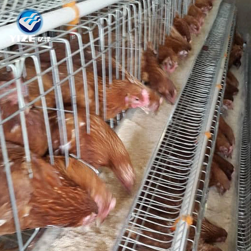 Pollería Equipo de Granja automática Chicken capa de batería Cage para la venta