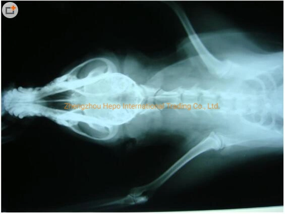 China Portable Animal High Frequency X Radiography Machine (HP-HFX600V)