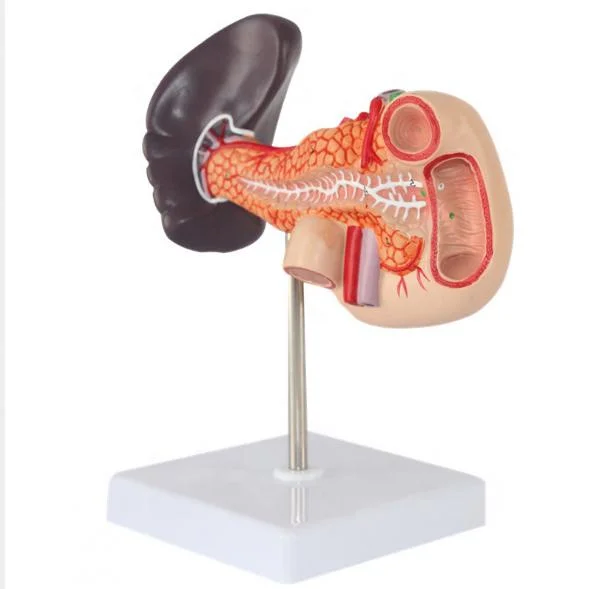 Hot Sale High Quality Model Spleen, Pancreas, Liver, Duodenum Anatomical Model