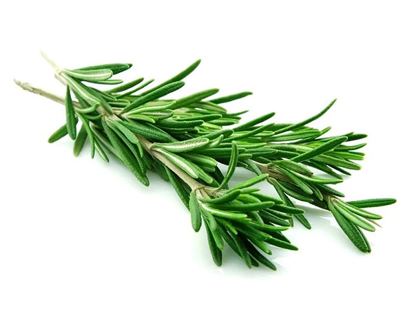 المواصفات المتعددة مستخرج نبات روزماري حامض أورسوليوريك Rosemary Carnosic Rosemary Acid