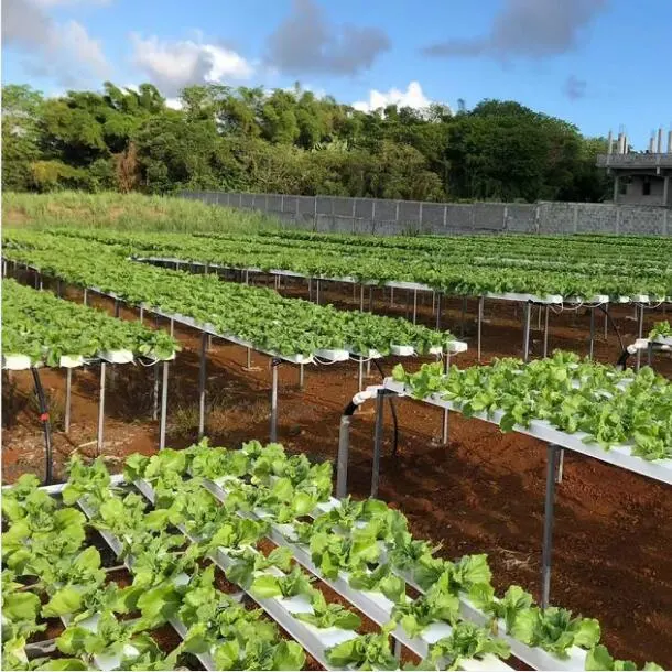 Agricultural Greenhouses Basil Hydroponics System Hydropon Nft System