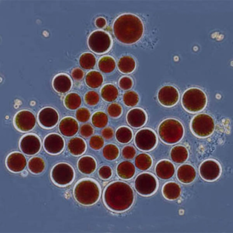 Extracto botánico de 1%~3% de polvo de la Astaxantina Astaxantina Natural/5% efectos antioxidantes poderosos oleorresinas de suministro de fábrica