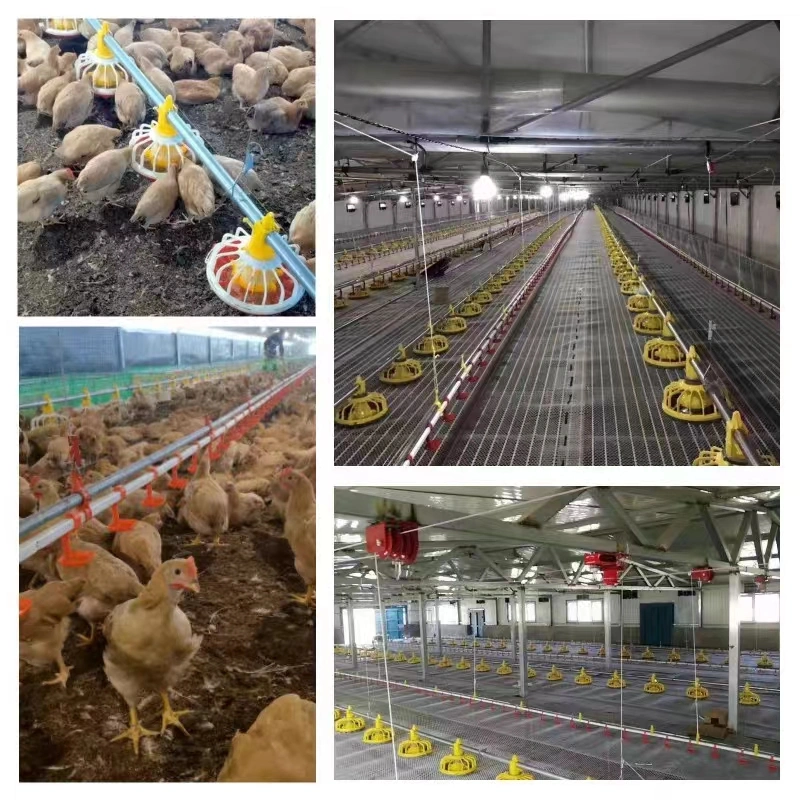 Chinesischer Hersteller Geflügelfarm Automatische Bodenfütterung System für Broiler