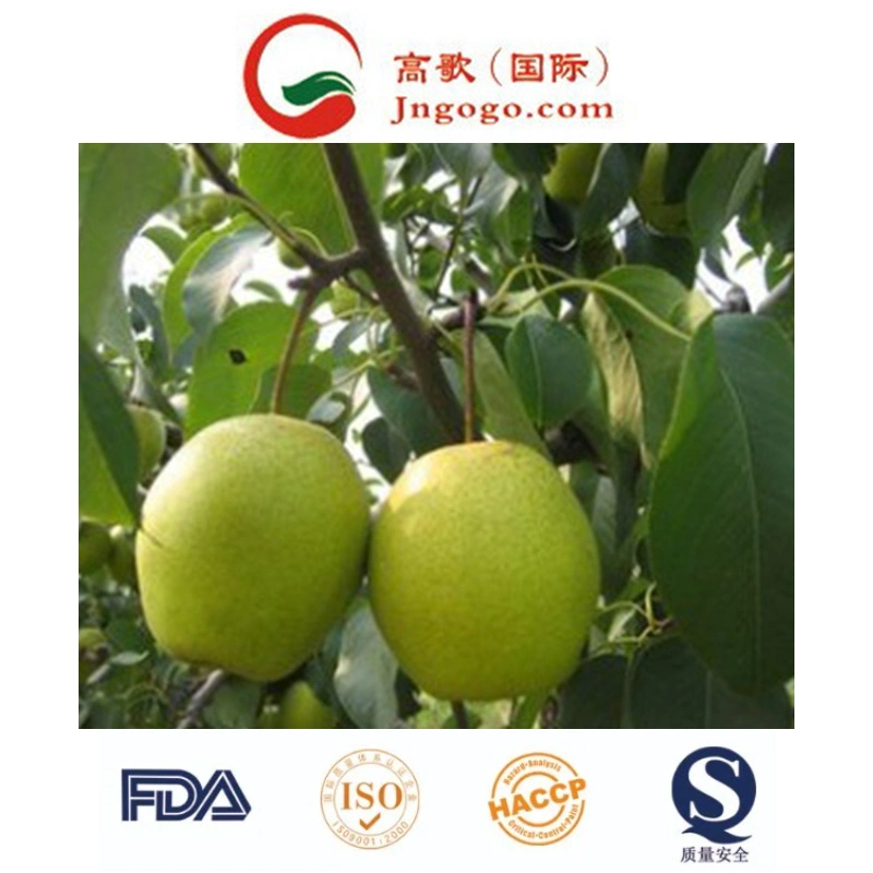 New Crop Fresh ISO Fengshui /Golden /Asian Pear