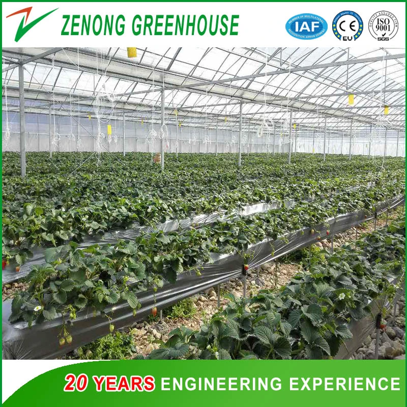 Agriculture Plastic Film Multi-Span Greenhouse with Wet Curtain for Seedling Breeding/Flower Cultivation/Sightseeing