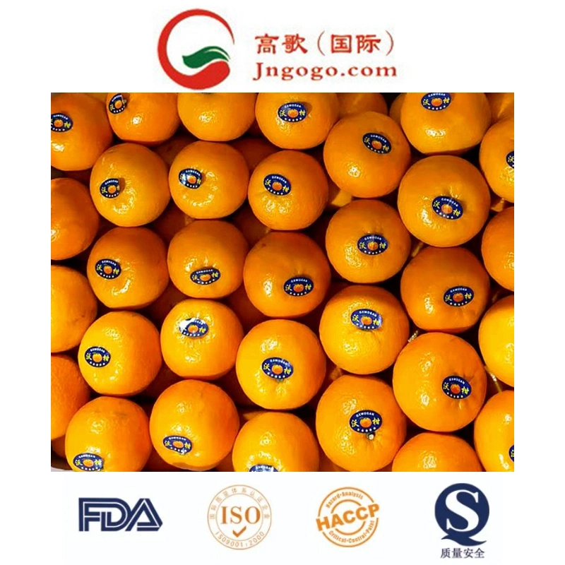 China New Crop Fresh Mandarin Orange Supplier