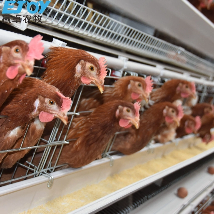 a Type Poultry Equipment Automatic Layer Cage Chicken Coop in Rasing Farm