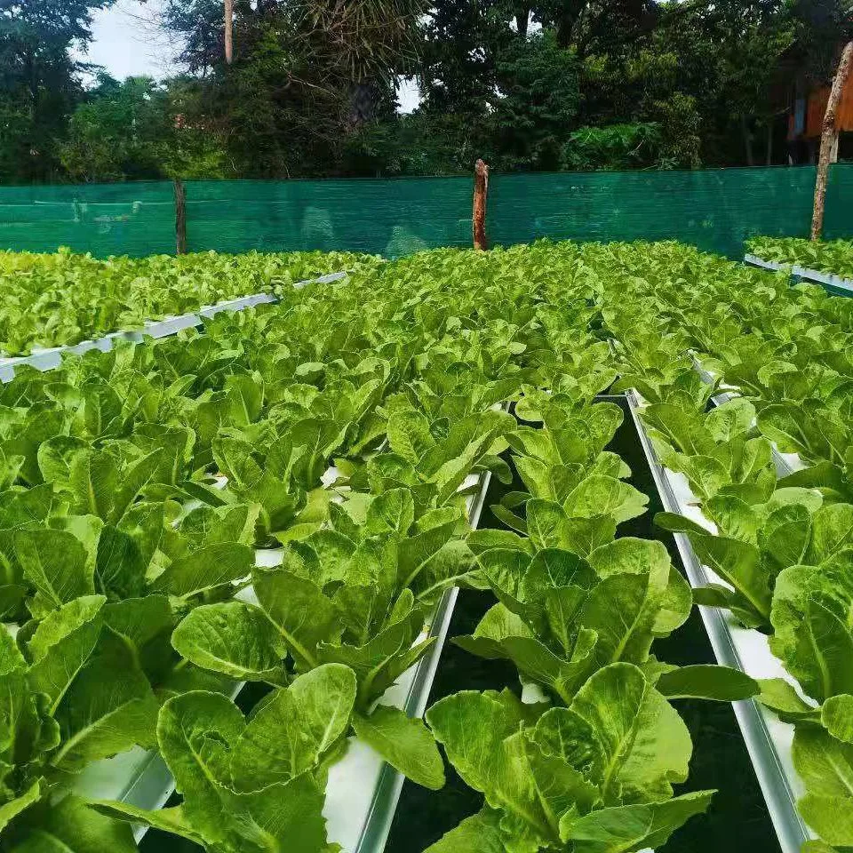 Hydroponic Growing System PVC Nft Channel PVC Pipe Supplier for Hydroponics