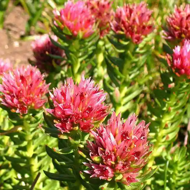 Atacado rhodiola rosea extracto pó 5% Salidroside pó rhodiola rosea Extrair raiz