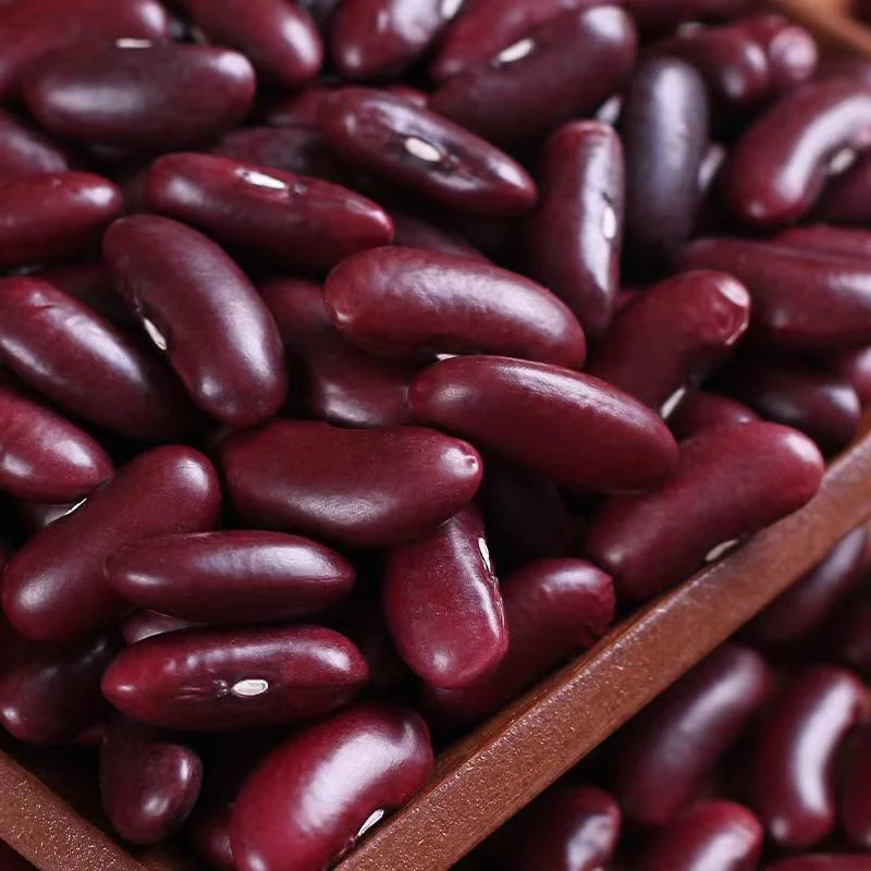 Dark Red Kidney Bean Top Quality