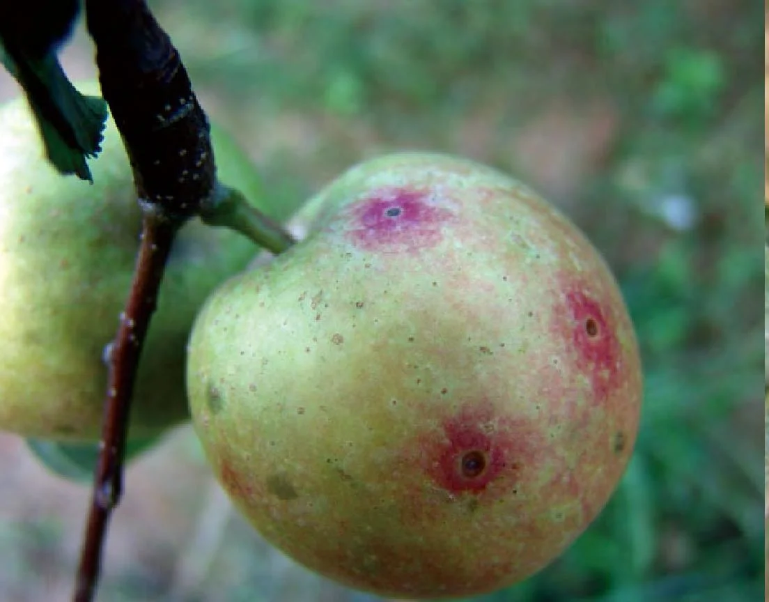 Preço de fábrica Produtos químicos agrícolas pesticida piraclostrobina 13.3% mais Cyproconazole 12% Fungicida bactericida SC