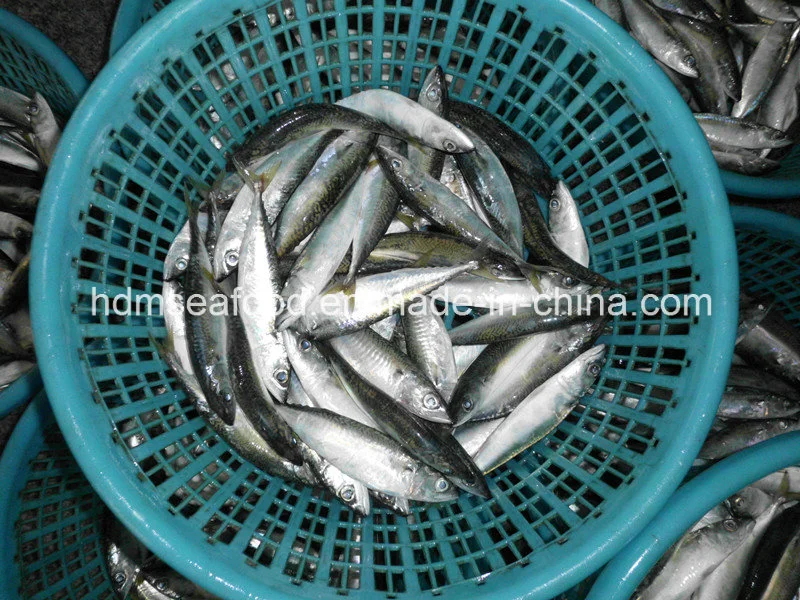 Whole Round Frozen Seafood Fish Frozen Mackerel for Market (Scomber japonicus)