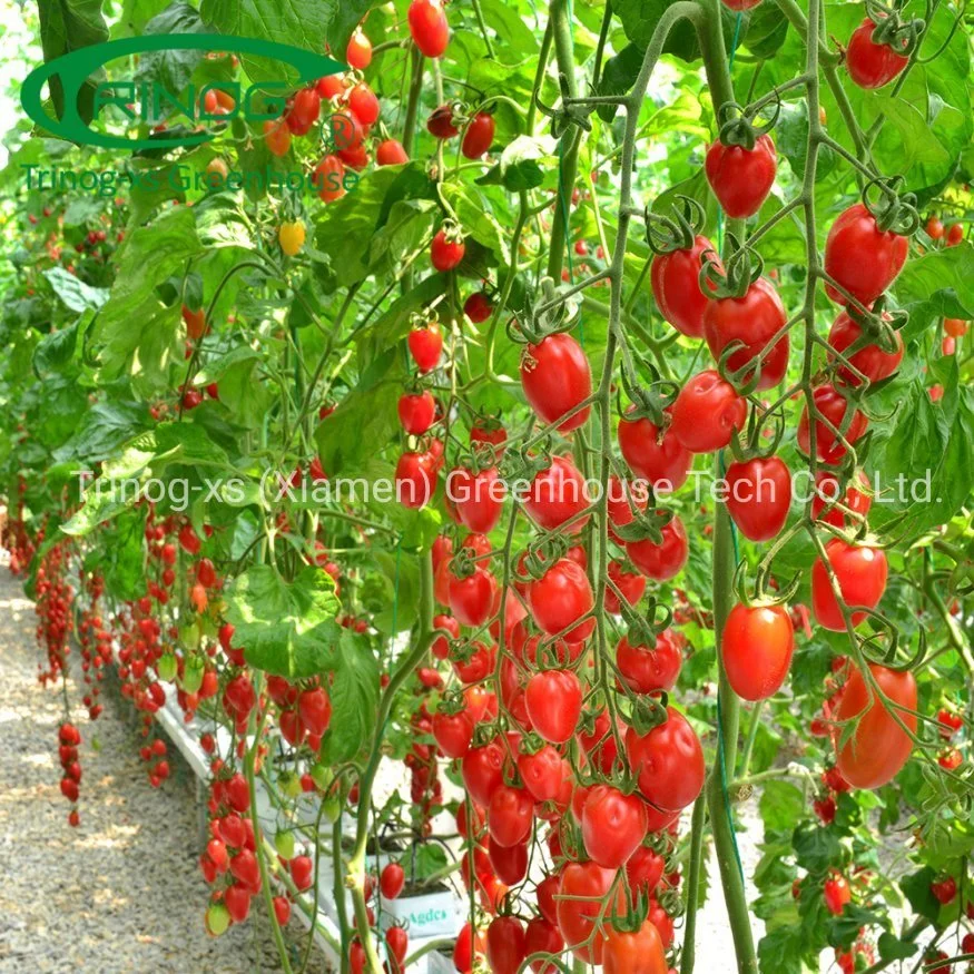 Trinog Serre commerciale Système hydroponique vertical NFT de tomates cerises urbaines dans une serre.