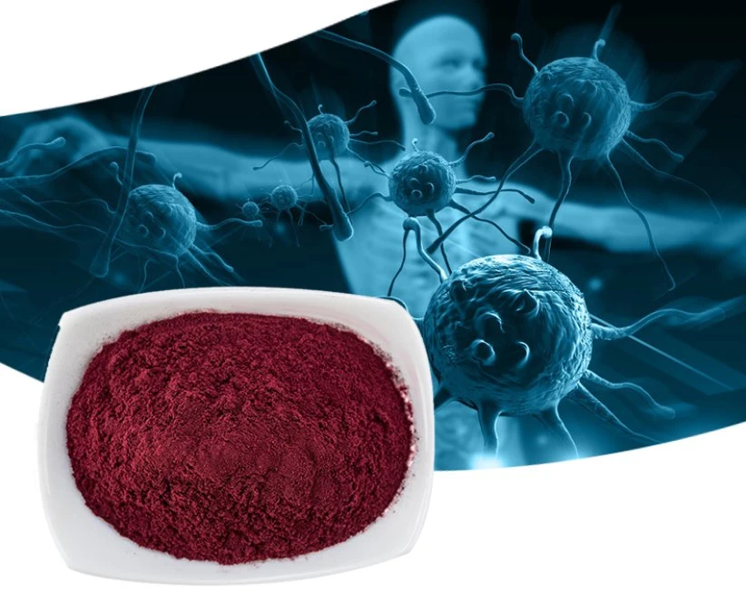 Natural Black Elderberry Extract Powder 25% Anthocyanin