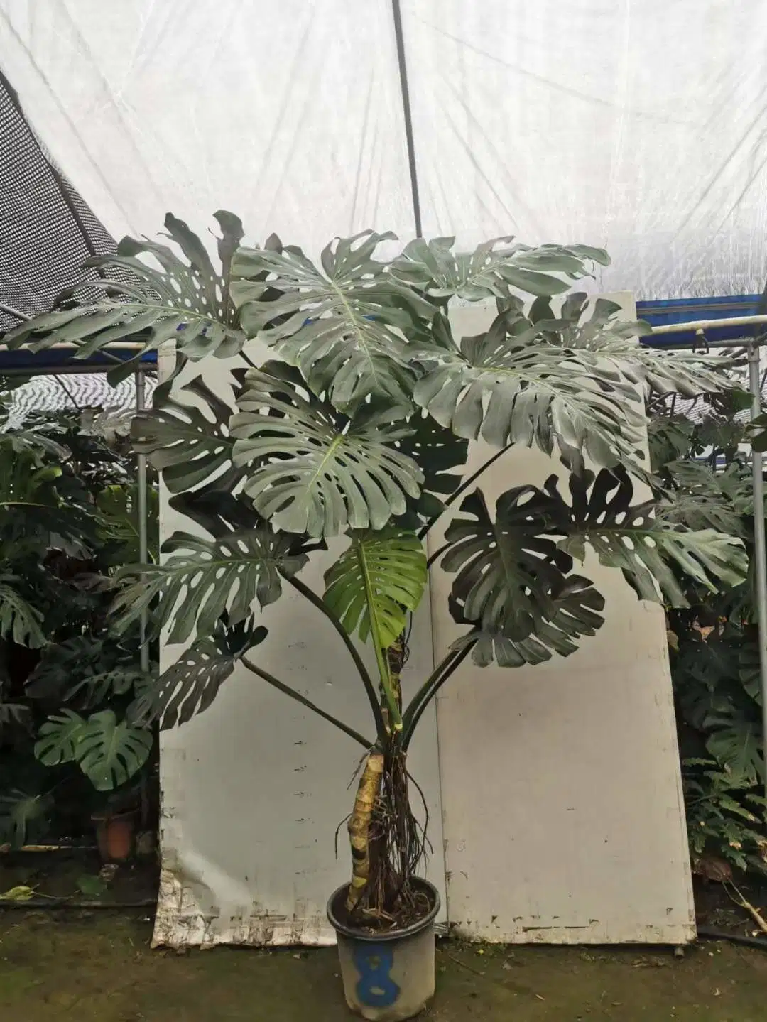 Vente à l'hôtel plantes réelles Monstera deliciosa Bonsai