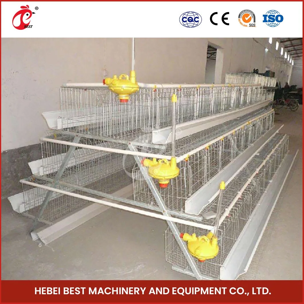 Bestchickencage a Type Pullet Coop Cage Breeder Cage China Commercial Chicken House Manufacturer ODM Custom Anti-Bacterial Growth Free Range Chicken Pullet Cage