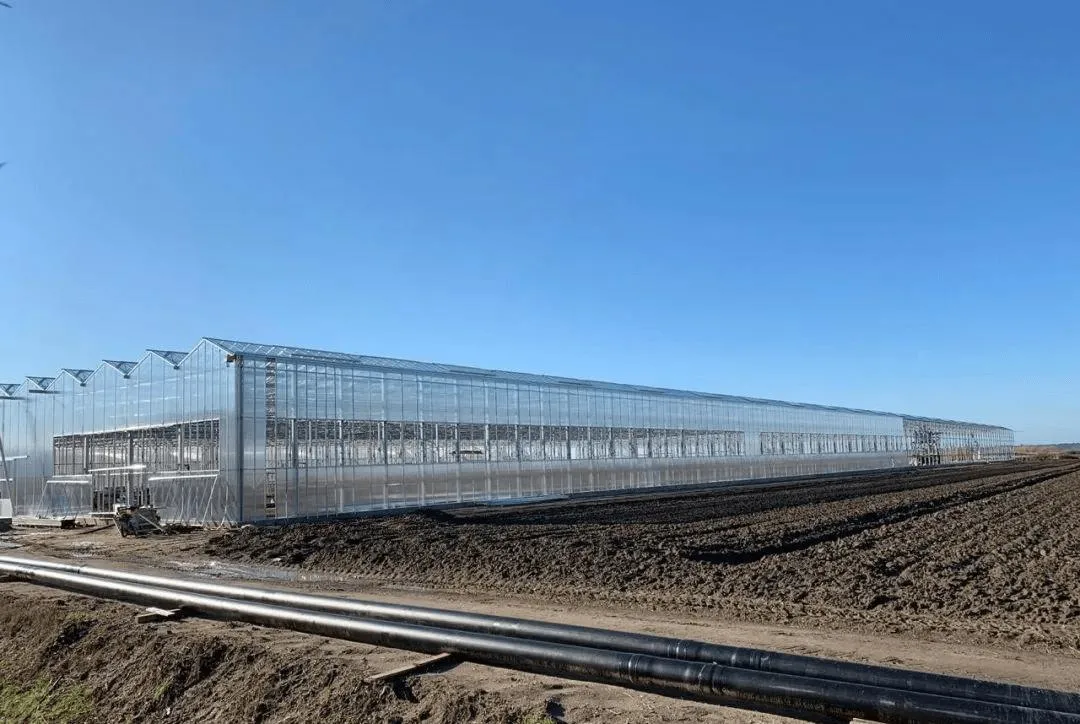 Solar-Powered Glass Greenhouse Steel Hollow Section with Hydroponic System for Year-Round Strawberry Production