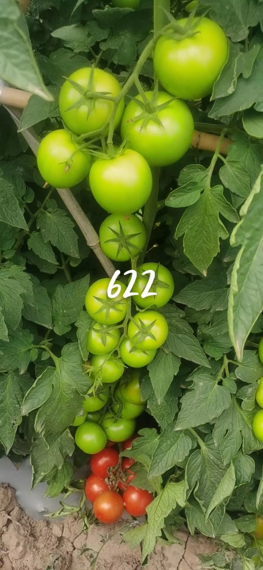 Red Tomato Seeds 1802, High Yield Hybrid F1 Indeterminate Strong Diseases Resistance