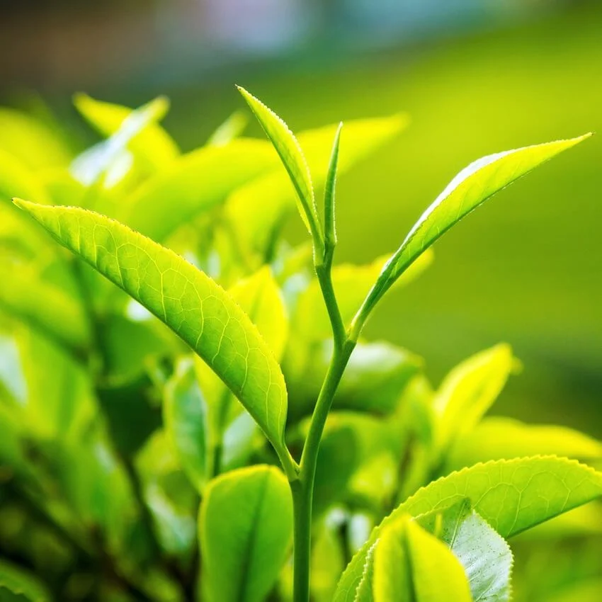 Extracto de té Verde puro Natural de alta calidad polifenoles 50%-98% polvo