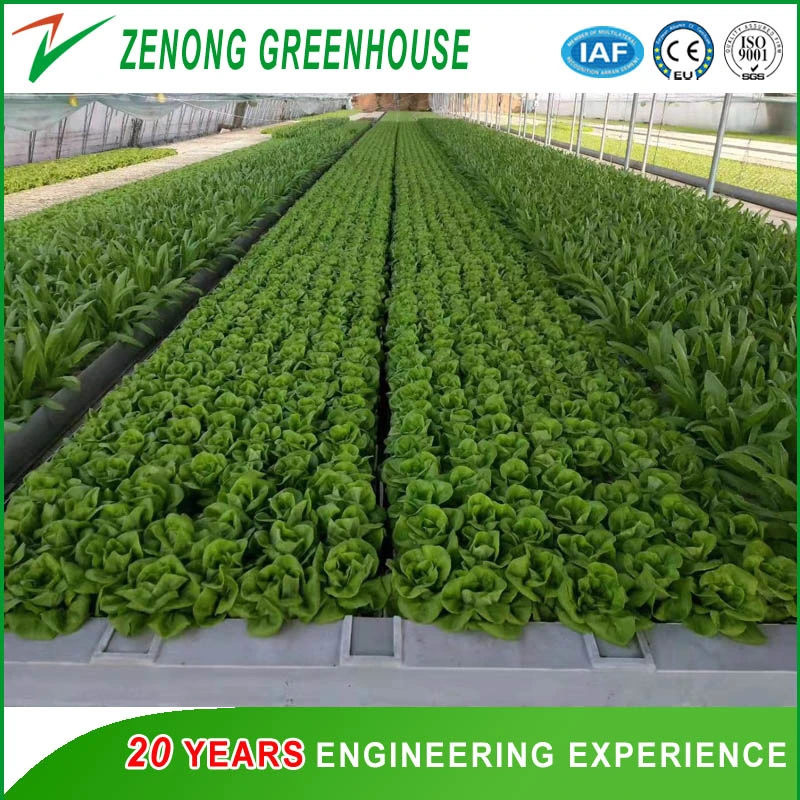 UV Treated Durable Plastic Film Covered Greenhouse for Agriculture Hydroponic Growing Vegetables