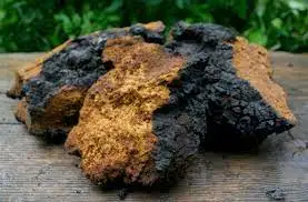 The Best Quality 100% Pure Chaga Mushroom Extract Powder Cordyceps Militaris Mushroom Reishi Mushroom Blends