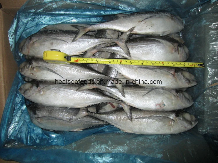 Frozen Hard Tail Scad /Horse Mackerel Fish