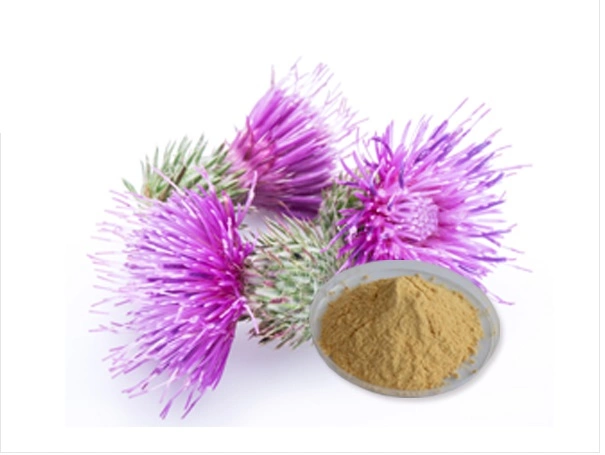 Milk Thistle Extract Silybum Marianum silymarine