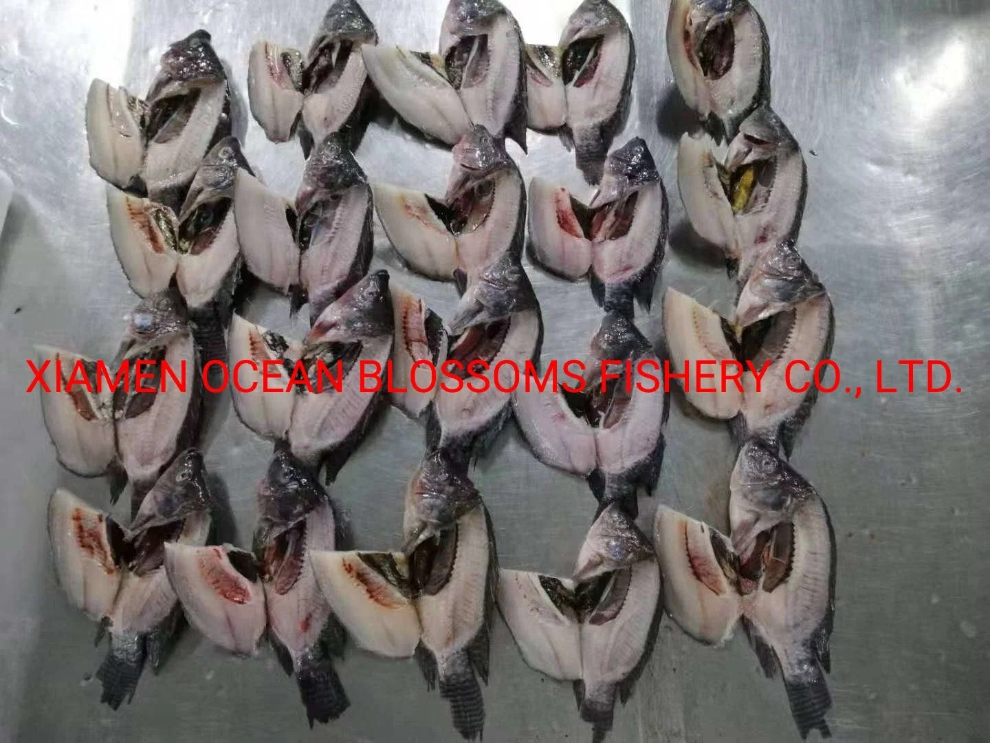 Buy Live Frozen Tilapia Fish From Oceanblossoms Supplier