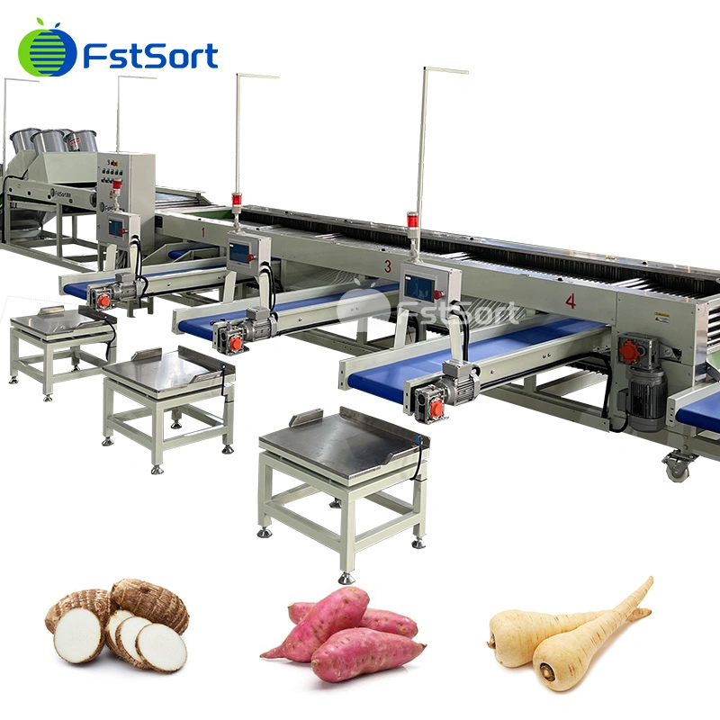 Fstsort Vegetable Washing Machine Manufacturers Turnip/ Beets Grader/Malanga/Taro/Eddo Cleaning Drying Sorting Machine Adjustable Sizer