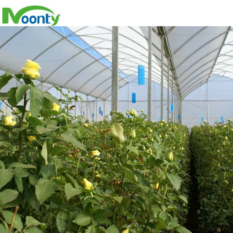 Ventilation toit en dents de scie pour effet de serre tropicale Poly Tunnel/ zone subtropical